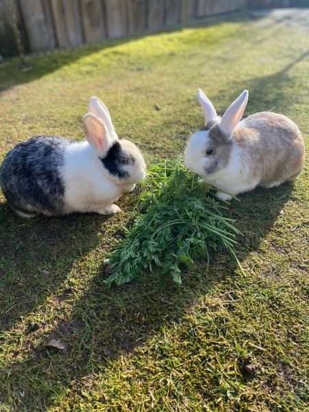 Two Rabbits